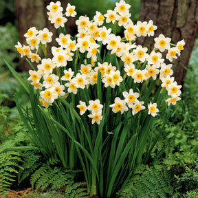 10 Mini-narcisses Minnow - Narcissus tazetta minnow - Plantes