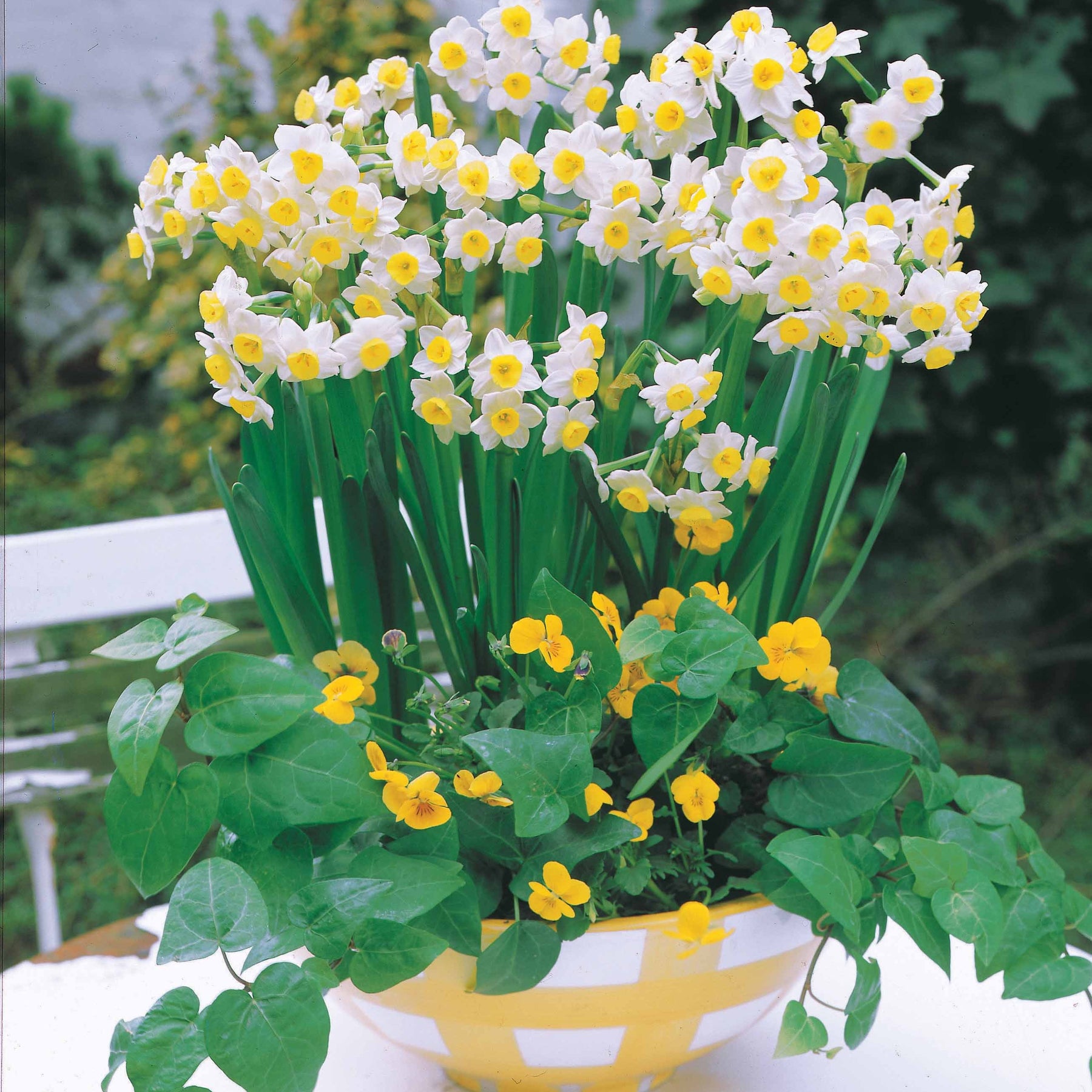 10 Mini-narcisses Minnow - Narcissus tazetta minnow - Bulbes à fleurs