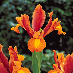 10 Iris de Hollande Bronze Perfection - Willemse