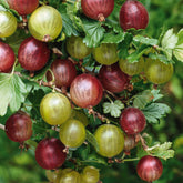 Groseillier à maquereau blanc sur tige - Ribes uva-crispa - Plantes