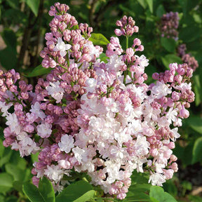 Syringa vulgaris Beauty of Moscow - Lilas double Beauty of Moscow - Lilas