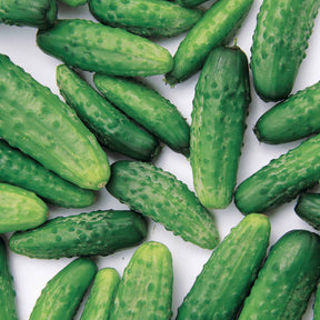 Cornichons - Cornichon Regal F1 - Cucumis sativus regal