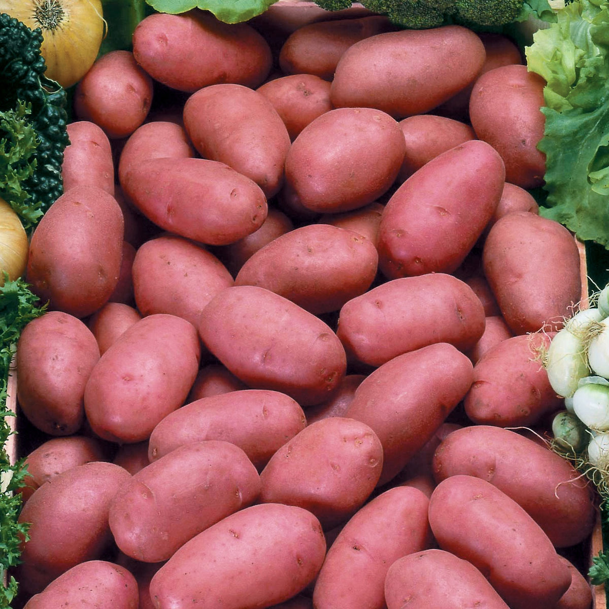 Pomme de terre Rosabelle - Willemse