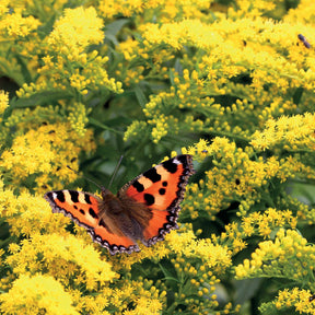 Solidago luteus - 5 Solidago - Verge d'or - Verge d'or - Solidago