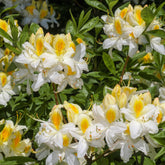Azalée de Chine blanche - Willemse
