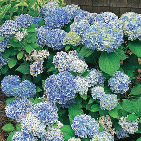 Hortensia Peppermint - Willemse