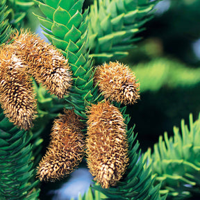 Conifères - Désespoir des singes - Araucaria imbricata