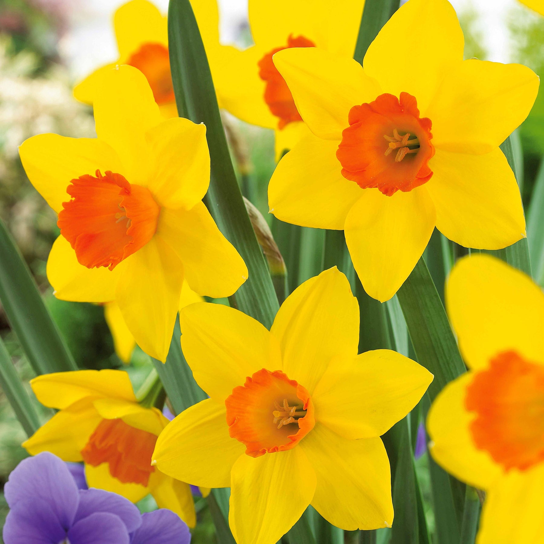 10 Narcisses Fortune - Narcissus fortune - Plantes