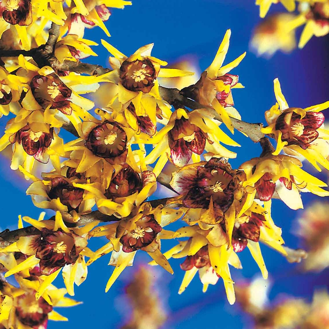 Chimonanthe précoce - Chimonanthus praecox - Willemse