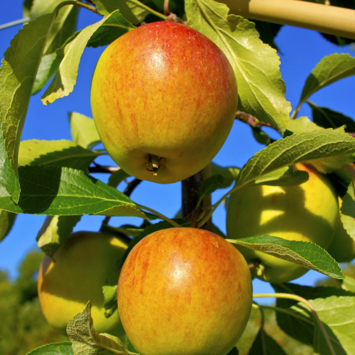 Pommier Cox's Orange - Malus domestica cox's orange pippin - Plantes