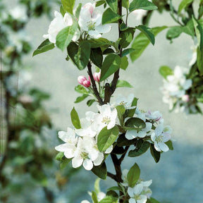 Pommier Golden Delicious - Malus domestica Golden Delicious - Pommier