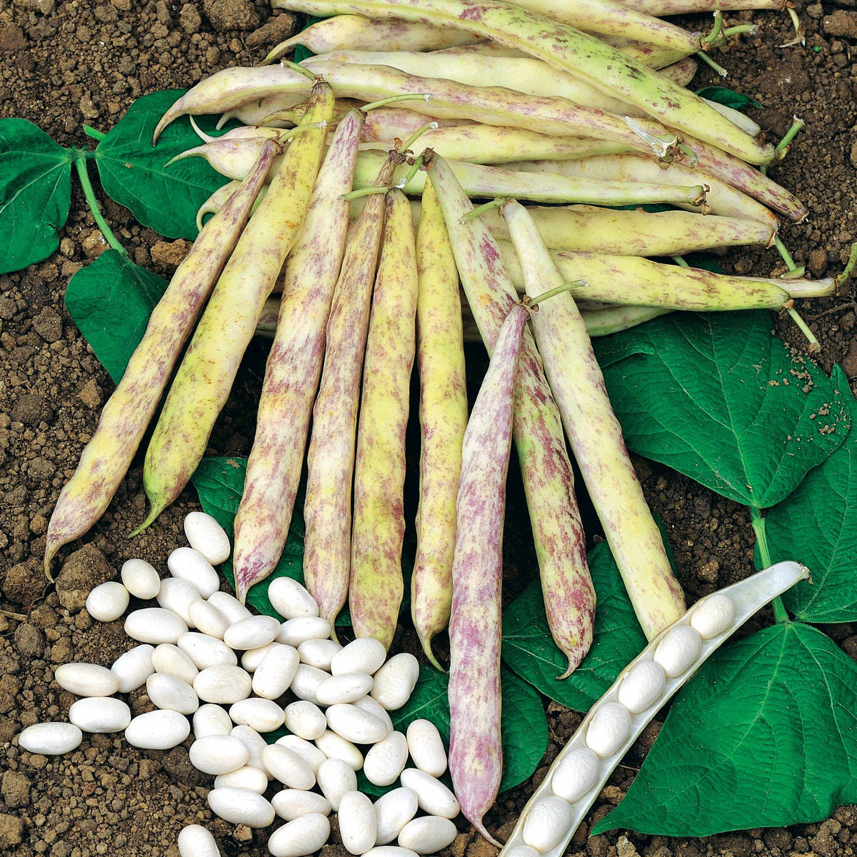 Haricot nain à écosser Cocagne - Phaseolus vulgaris cocagne - Potager