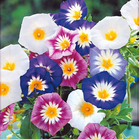 Belle de jour variées - Convolvulus tricolor - Willemse