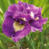 2 Iris de Sibérie Double Standard - Iris sibirica double standard - Plantes
