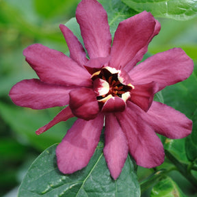 Sinocalycanthus x raulstonii hartlage wine - Arbre aux anémones Hartlage Wine - Arbustes exotiques