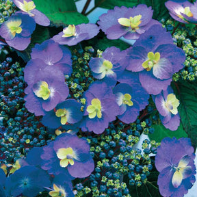 Hortensia Blueberry Cheesecake - Hydrangea blueberry cheesecake - Plantes