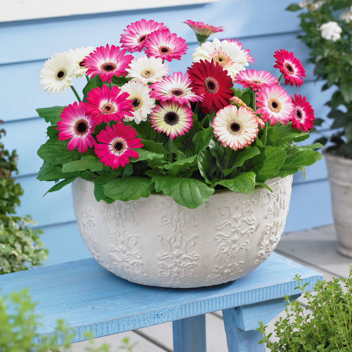 3 Gerberas pastel - Gerbera sophisticated - Plantes