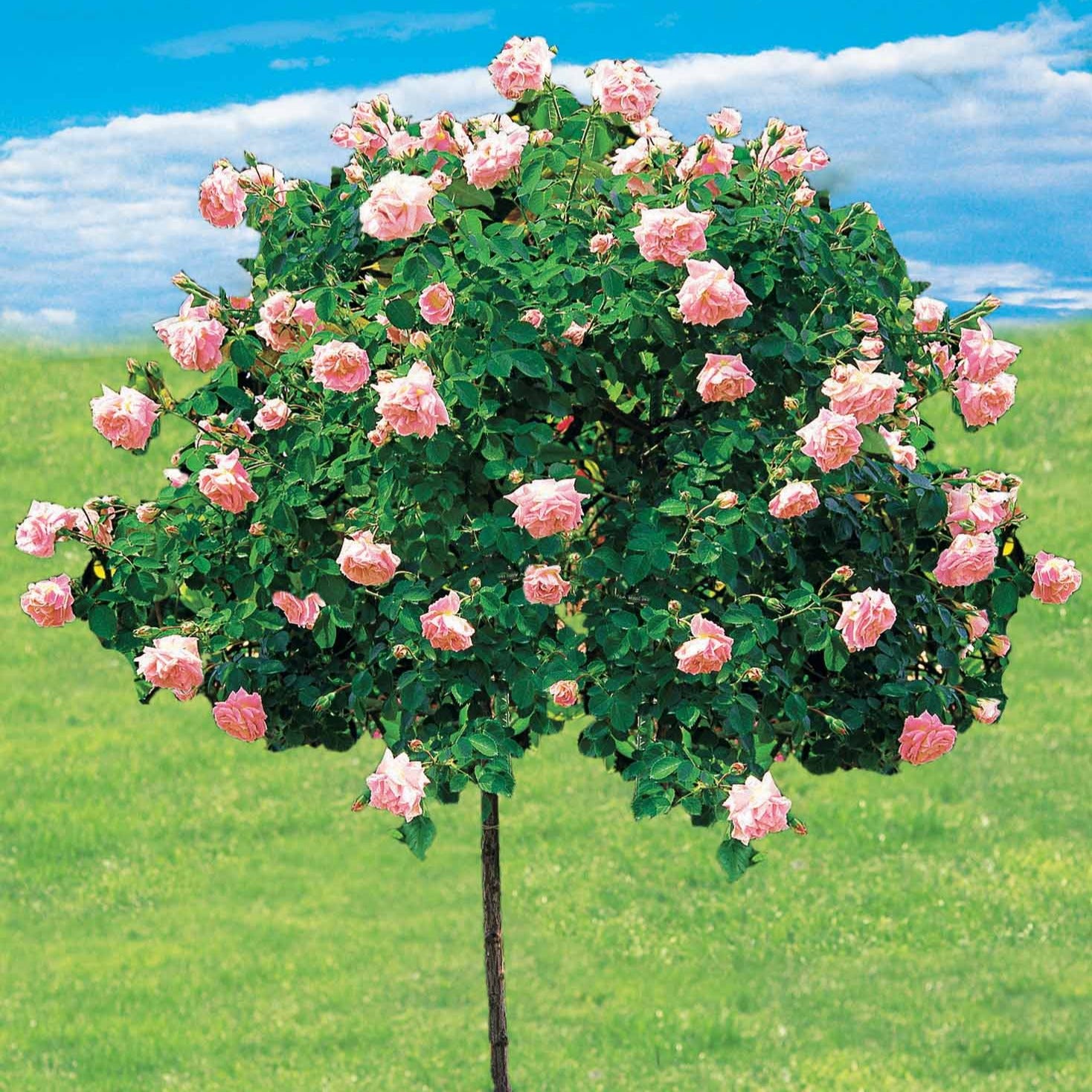 Rosier Cascade rose sur tige - Rosa wichuraiana New Dawn - Plantes