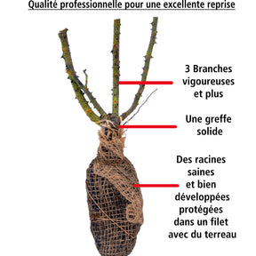 Rosier Babylon Eyes ® Sunshine Intereybabnus COV - Rosa babylon eyes ® sunshine intereybabnus cov - Willemse