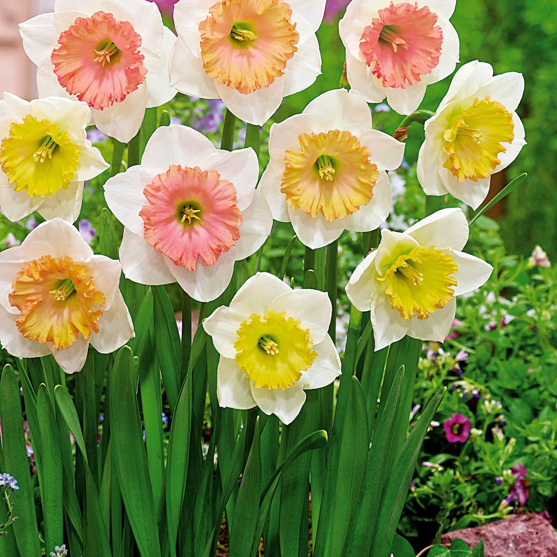 10 Narcisses Sentinelle - Narcissus sentinelle - Plantes