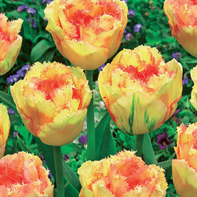 5 Tulipes doubles frangées Vaya con Dios - Willemse