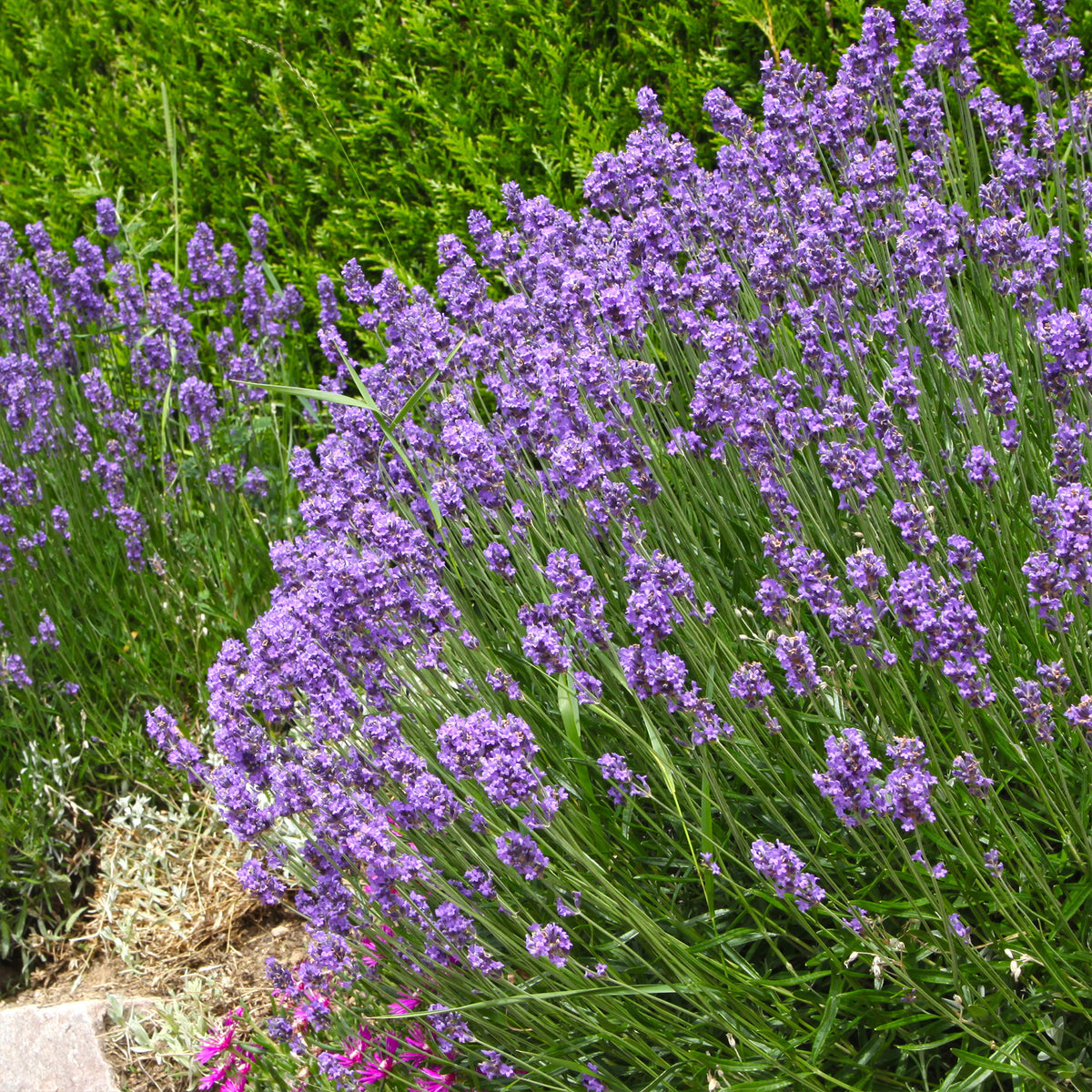 Lavande bleue - Lavandula angustifolia hidcote blue