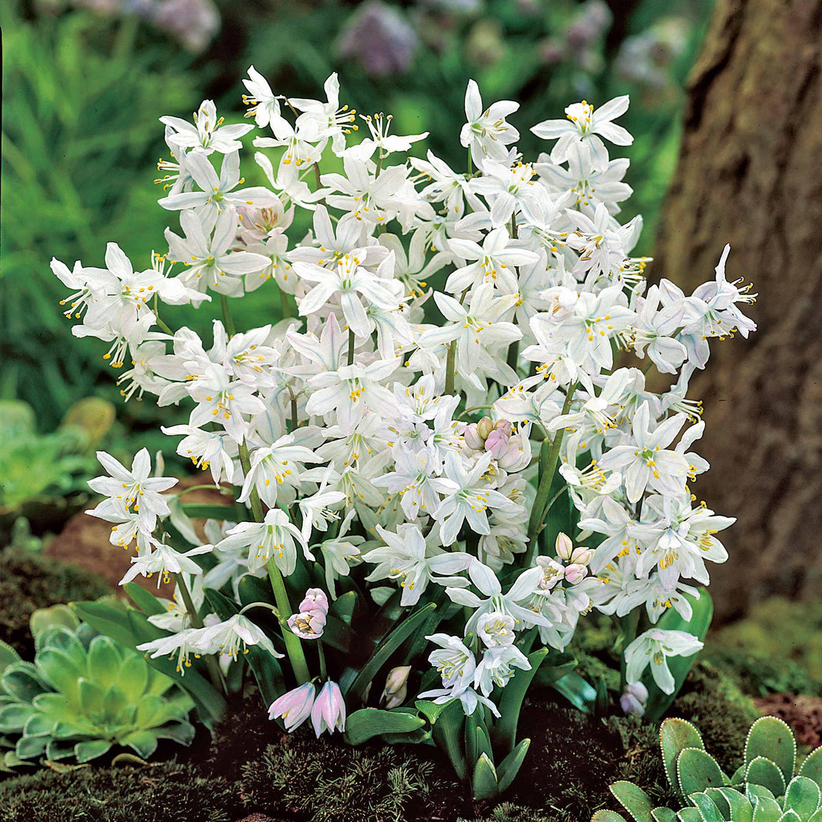 20 Puschkinia blancs - Willemse