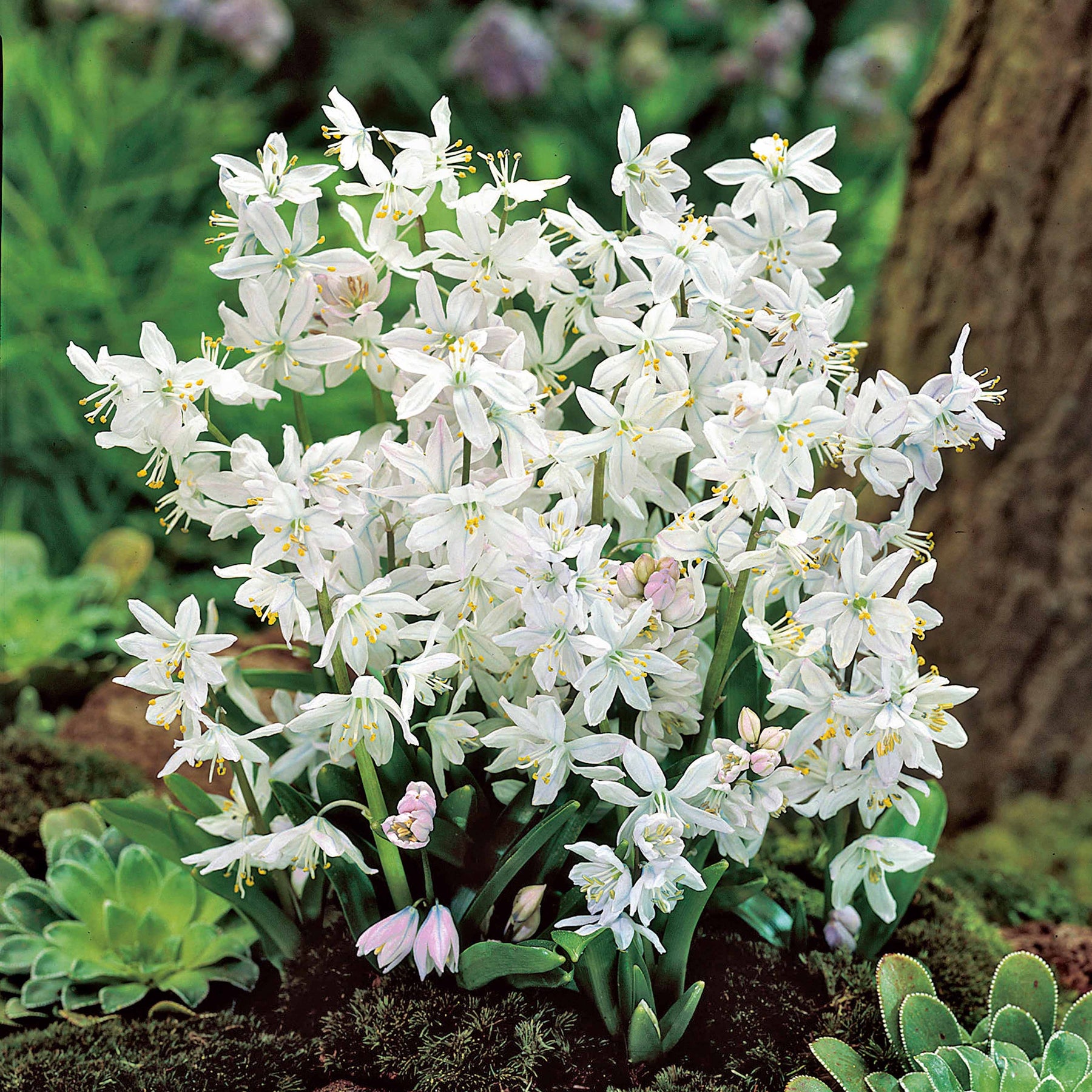 20 Puschkinia blancs - Willemse