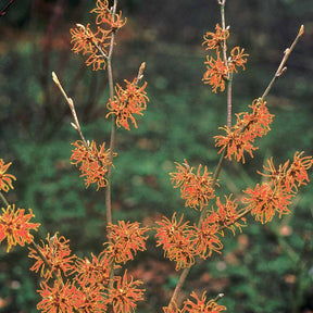 Hamamélis Aphrodite - Hamamelis x intermedia aphrodite - Willemse