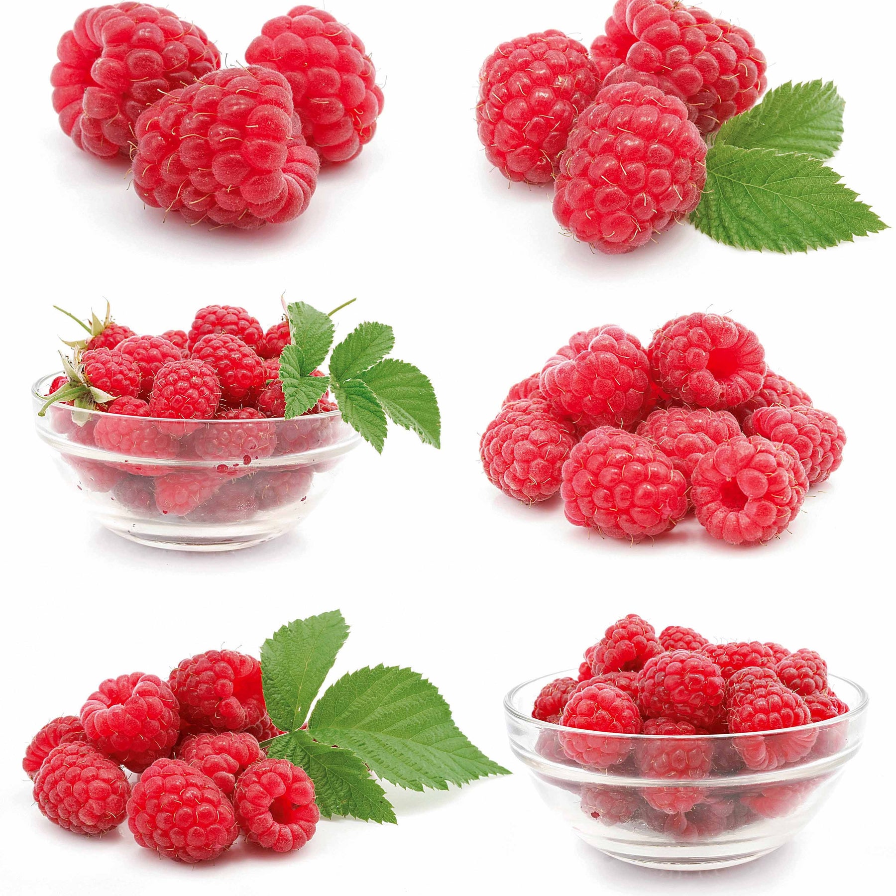Framboisier nain et compact non remontant Beauté rubis ® - Rubus idaeus ruby beauty ® - Fruitiers Arbres et arbustes