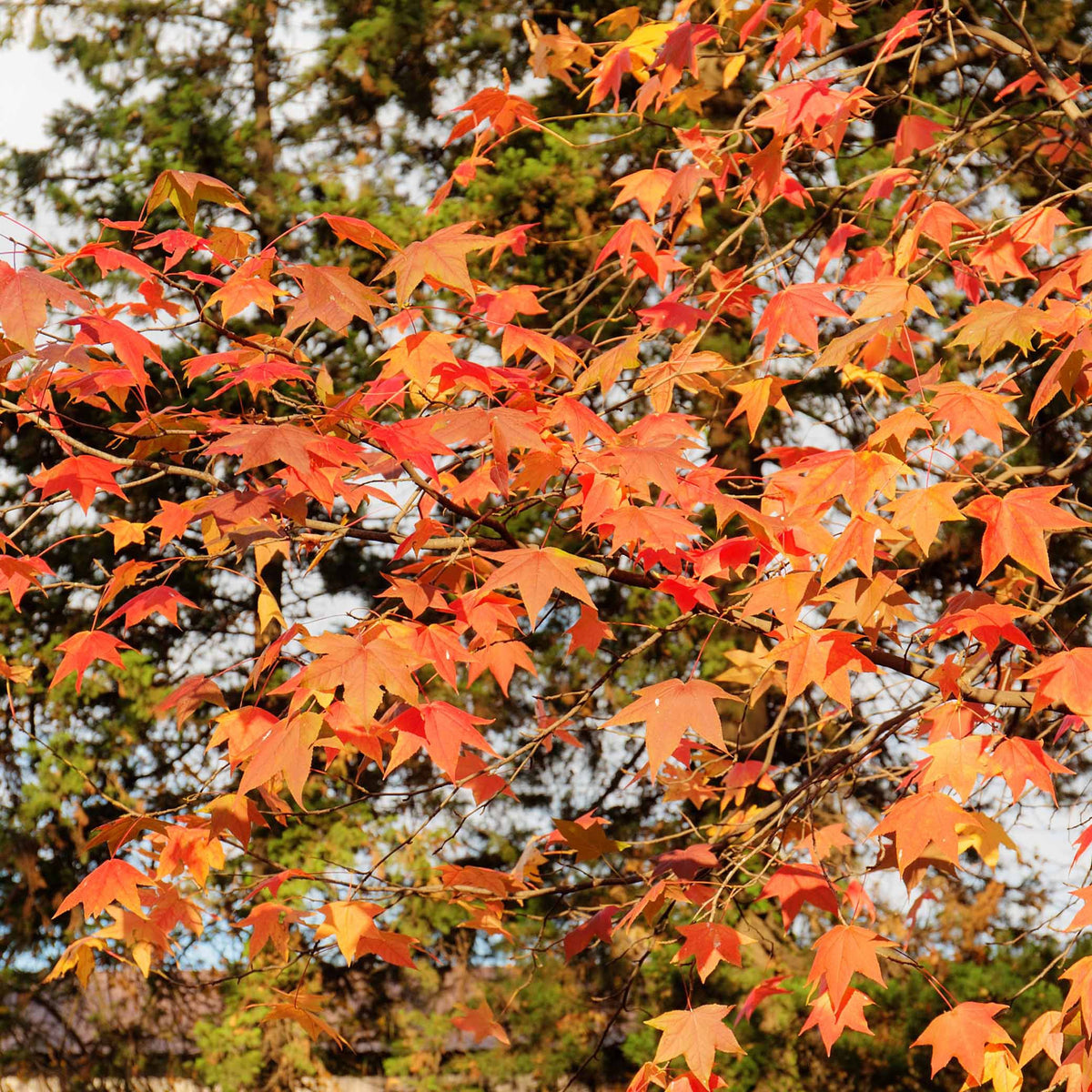 Copalme d'Amérique - Liquidambar