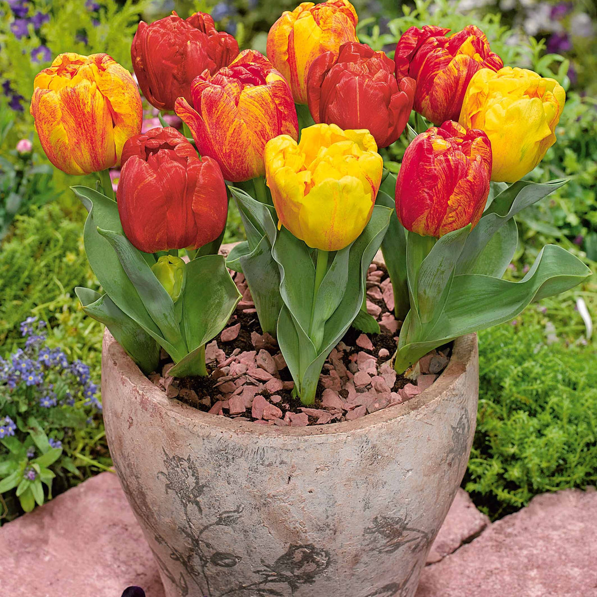 5 Tulipes hâtive Flaming Baby - Tulipa flaming baby - Plantes
