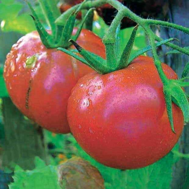 Tomate Rose de Berne - Solanum lycopersicum rose de berne - Potager