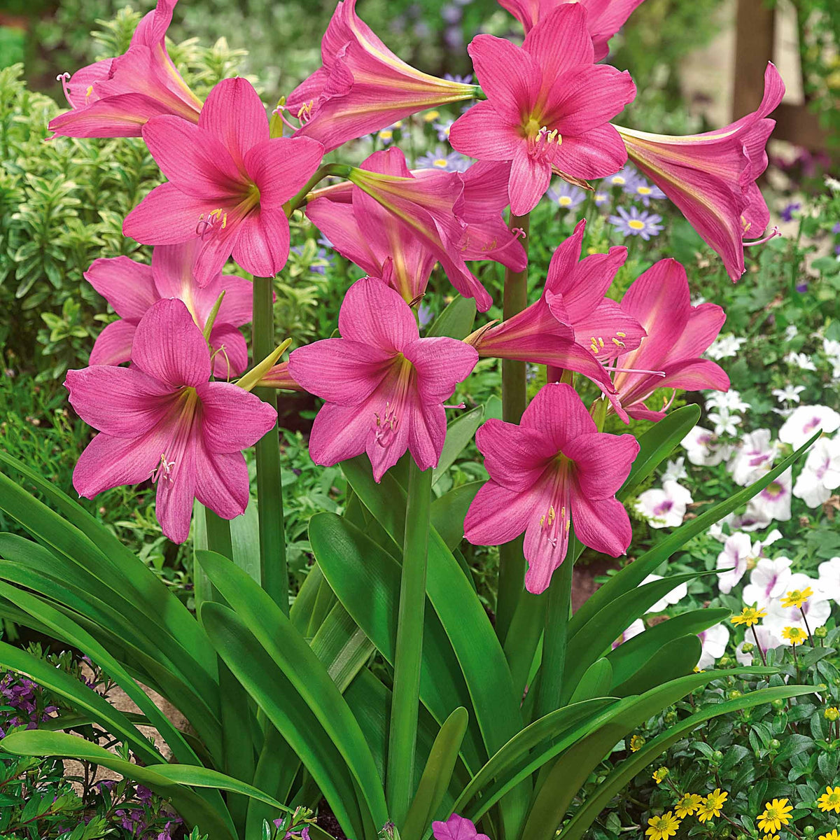 3 Amaryllis de jardin Douceur sucrée - Hippeastrum rascal sweet sixteen - Plantes