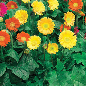 2 Garvineas oranges pour votre jardin réf 010571 - Willemse