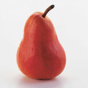 Pyrus communis William's red - Poirier William's rouge - Poirier