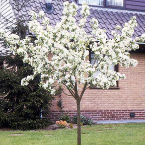 Poirier - Poirier William's rouge - Pyrus communis William's red