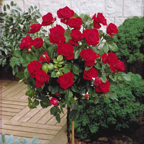 Rosier sur tige Dame de Coeur - Willemse