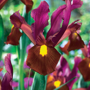 20 Iris de Hollande Braise rouge - Iris hollandica red ember - Plantes