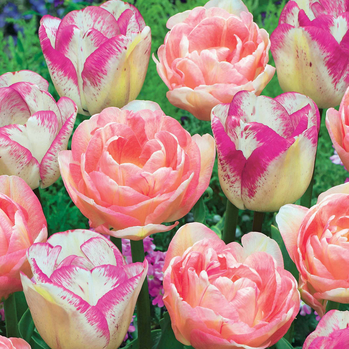 20 tulipes Romantiques (10Angélique + 10 Shirley)