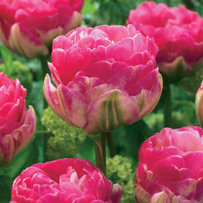 10 Tulipes à fleurs pivoine Pompon rose - Willemse