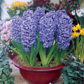 3 Jacinthes bleues - Hyacinthus orientalis - Plantes