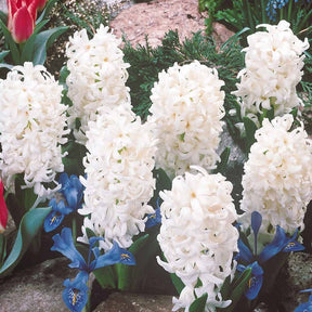 3 Jacinthes blanches - Hyacinthus orientalis - Plantes