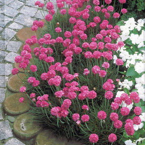 Gazons d'Espagne - Armeria maritima Splendens - Willemse