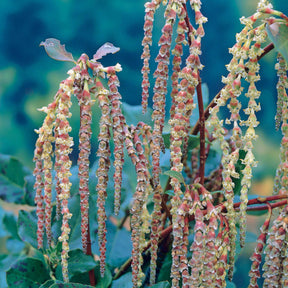 Vente Garrya - Garrya elliptica
