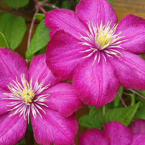 Clematis x viticella Ville de Lyon - Clématite Ville de Lyon - Clématites