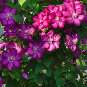 Clématites - Clématite Ville de Lyon - Clematis x viticella Ville de Lyon