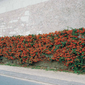 Pyracantha coccinea Saphyr Rouge - 3 Pyracantha Saphyr rouge - Buisson ardent - Pyracantha