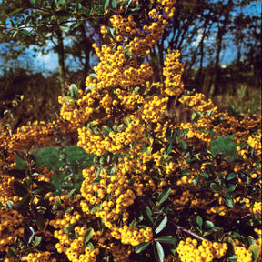 Pyracantha saphyr jaune - 3 Pyracantha jaune - Buisson ardent - Pyracantha