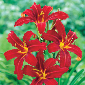 Hemerocallis Crimson Pirate - Hémérocalle Crimson Pirate - Hémérocalle